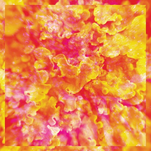 Kinkajous - All Kinds