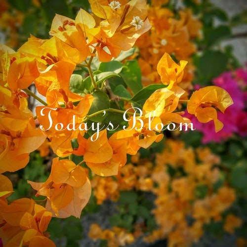 Today's Bloom