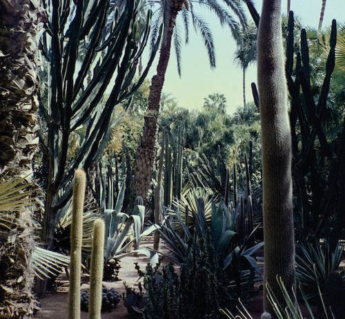 Stream: Three Body 'Palm Leaf'