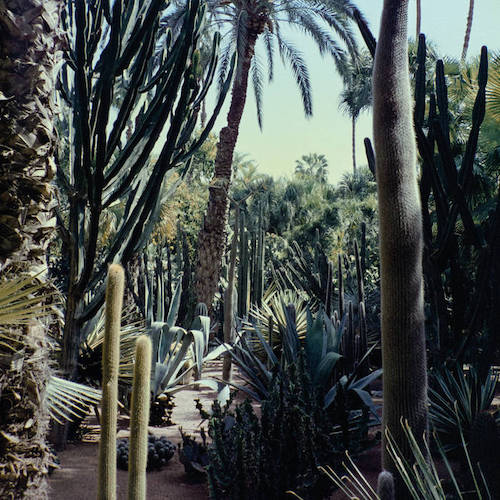 Stream: Three Body 'Palm Leaf'